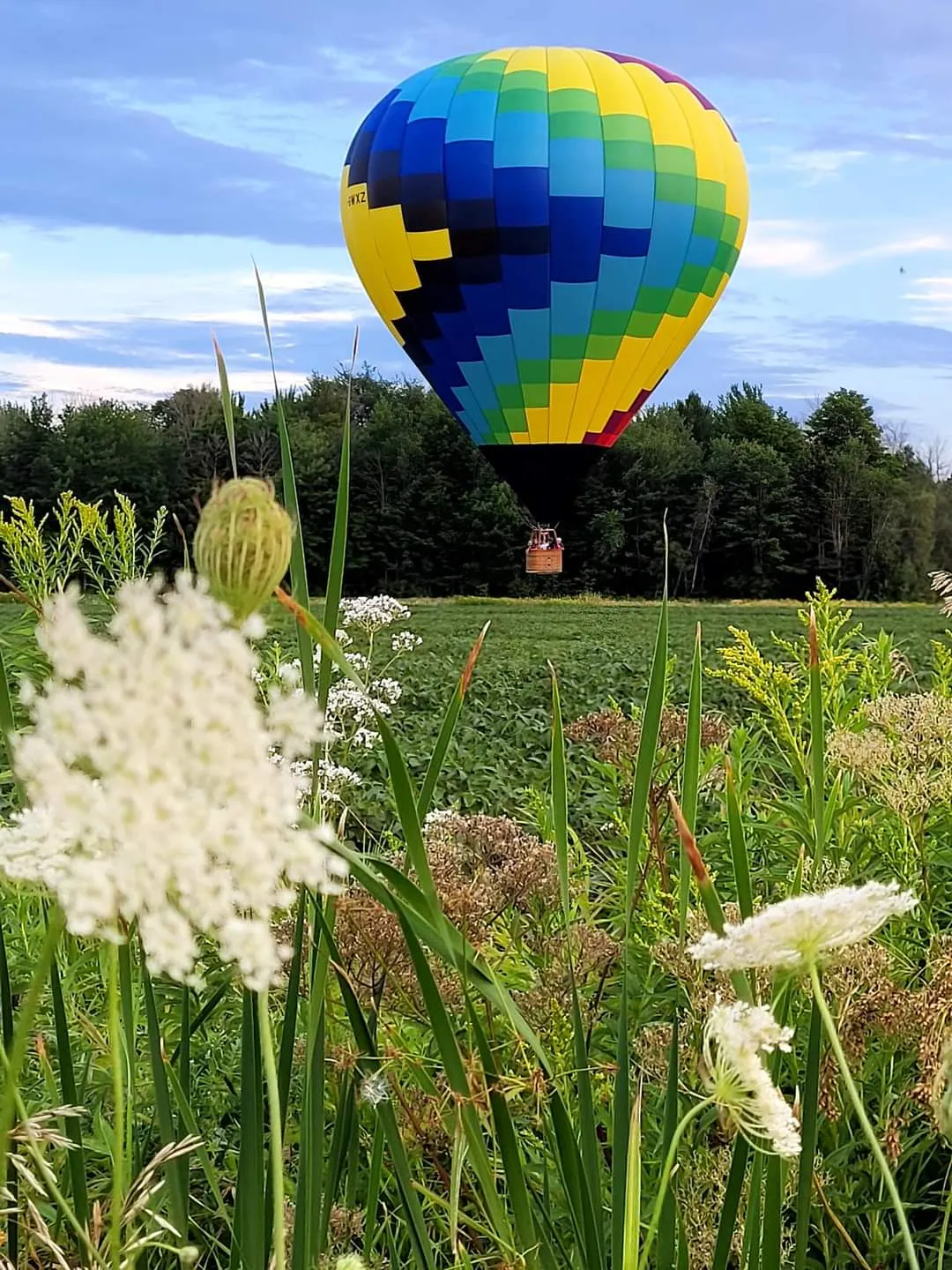 Fleurs et montgolfiere